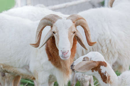Portrait of a white goat.の写真素材