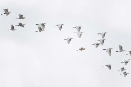 flocks of bird on the sky.の写真素材