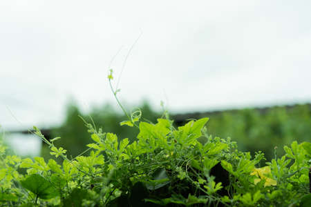 Green ivy plants on fence.