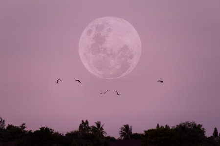 Full moon on the sky with small silhouette birds.の写真素材