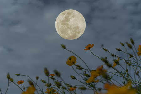 Full moon on the sky over cosmos flowers garden.の写真素材