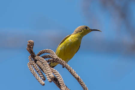Olive backed Sunbird on dry leaf.の写真素材