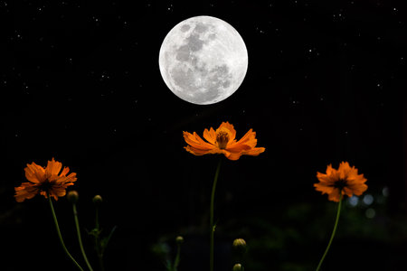 Full moon over cosmos flower in the dark night.の写真素材