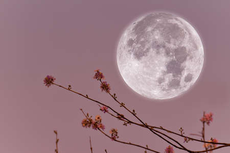 Full moon on sky with silhouette flower branch in the evening.の写真素材