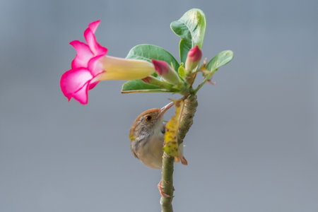 Tailorbird on tree branch in the garden.の写真素材
