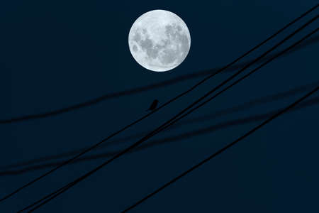 Full moon on sky with bird silhouette on electric wire in the night.の写真素材