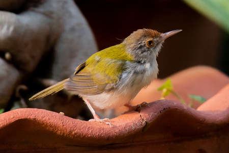 Small Tailorbird on clay pot.