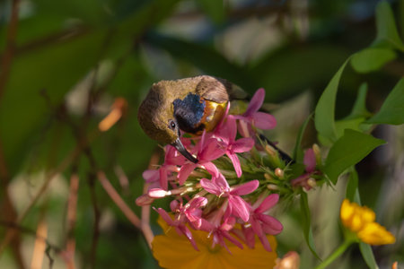 Olive backed Sunbird sucking sweet nectar on flower.の写真素材