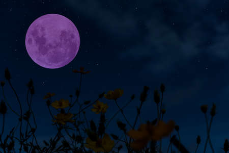 Full moon with cosmos flowers silhouette in the night.の写真素材