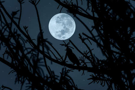 Full moon on the sky with tree branch silhouette.