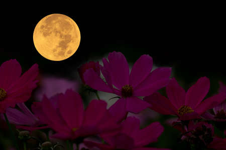 Full moon with cosmos flowers silhouette at night.の写真素材