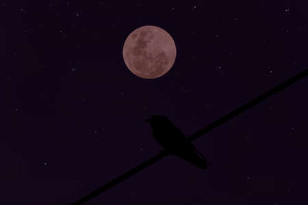 Full moon on sky with bird silhouette on electric wire in the night.の写真素材