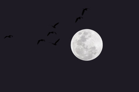 Full moon with birds silhouette in the dark night.の写真素材