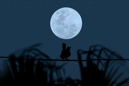 Full moon with bird silhouette in the night.の写真素材
