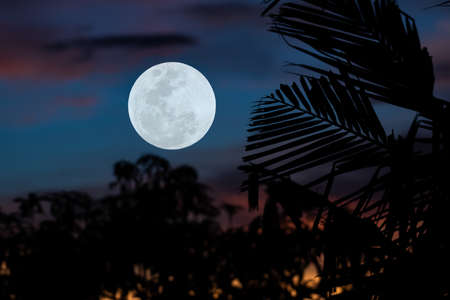 Full moon on the sky with tree branch silhouette.の写真素材