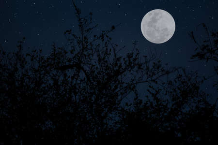 Full moon with tree branch silhouette in the night.の写真素材