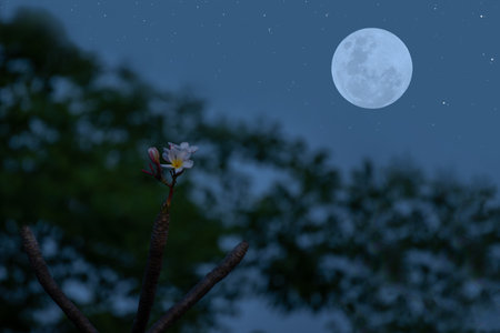 Full moon with flower and tree branch silhouette in the night.の写真素材