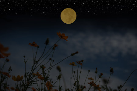 Full moon on the sky with cosmos flowers silhouette at night.の写真素材