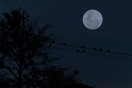 Full moon with birds silhouette on electric wire and tree in the night.