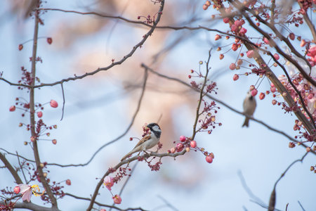 Eurasian Tree Sparrow bird on tree branch.の写真素材