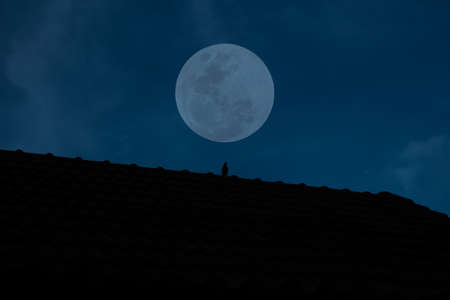 Full moon on the sky over roof house and small bird in the dark night.の写真素材