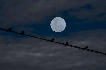 Full moon with small birds silhouette on electric wire in the night.の写真素材