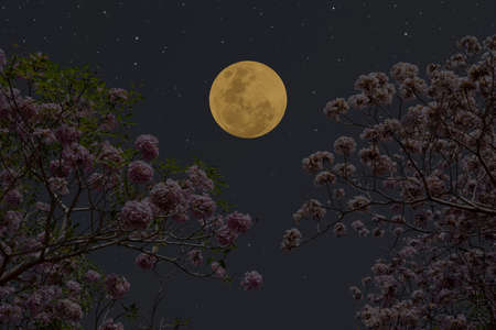 Full moon on the sky with flowers tree branch at night.の写真素材