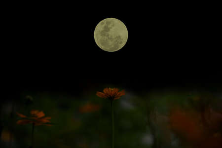 Full moon on the sky with cosmos flowers silhouette at night.の写真素材