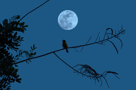 Bird on tree branch silhouette with full moon at night.の写真素材