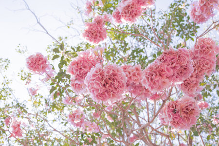 Pink tabebuia rosea flowers in the garden.