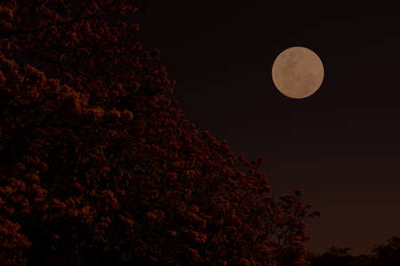 Full moon on the sky with tree branch at night.