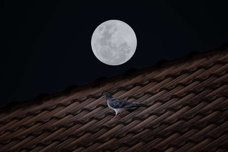 Full moon with bird on roof house in the dark night.の写真素材