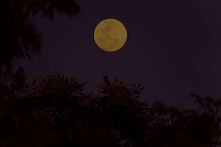 Full moon with tree branch silhouette in the dark night.