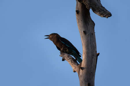 Indian Roller bird on tree branch.の写真素材