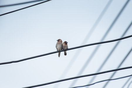 Spotted munia birds on electric wire.の写真素材