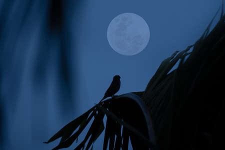 Bird on tree branch silhouette with full moon at night.の写真素材