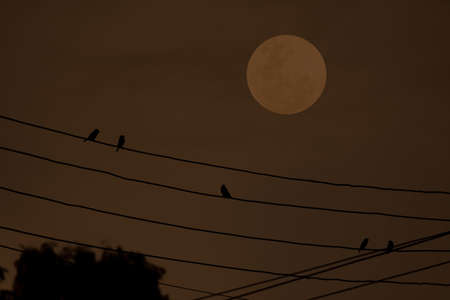 Full moon with birds silhouette on electric wire in the evening.の写真素材