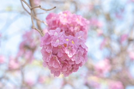 Close up pink tabebuia rosea flowers.の写真素材