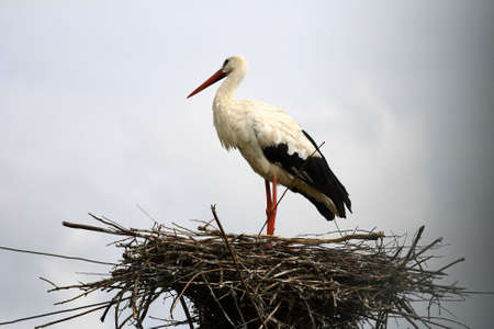 Stork on the nest waiting for a wife or love の写真素材
