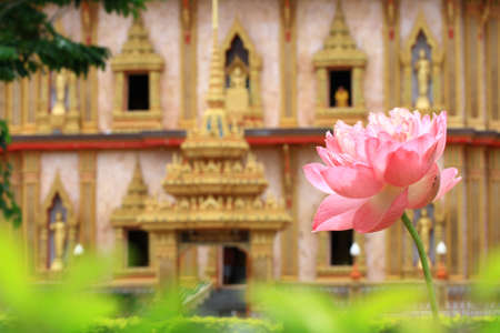 flower magnolia temple Buddha green down frameの写真素材