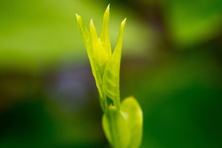 Beautiful flower and green leaf background in gardenの写真素材