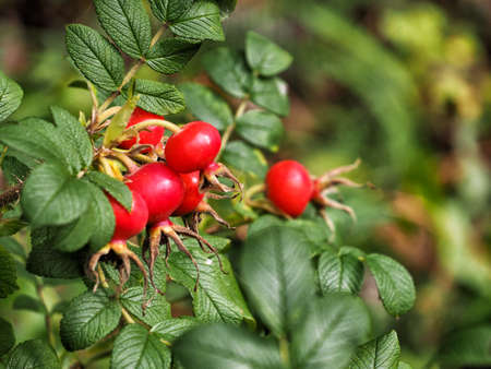 Bright rose hips closeup on a green background. Green floral background with rose hips