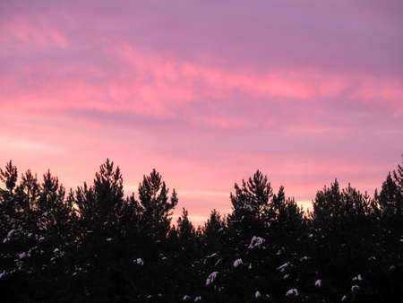 Delicate colors of dawn over a winter snowy forest. The sun rises over the snowy pines. Colorful natural backgroundの写真素材