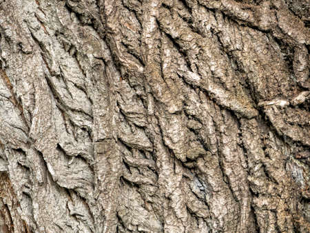 The convex lines on the poplar bark formed an interesting pattern. Wood background from poplar barkの写真素材