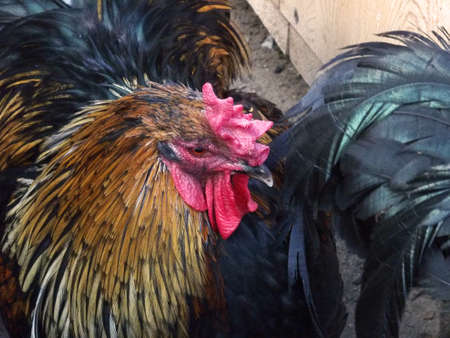 Luxurious plumage of a red-black rooster. View from above. Close-up