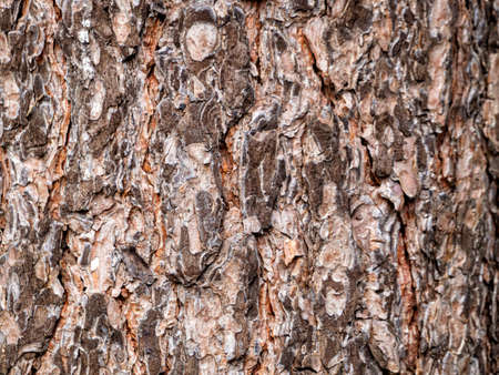 Pine bark is covered with brown and beige scales. Against the background of pine bark, scales create...
