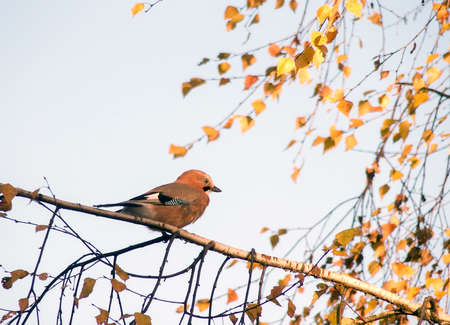 The jay bird looks beautiful against the background of the sky and autumn foliage. Jay sits on a branch in profile and looks forwardの写真素材