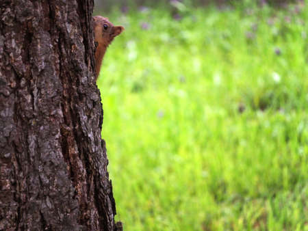 The red-haired squirrel cub hid behind a tree. Only the cub's face is visible from behind the tree...
