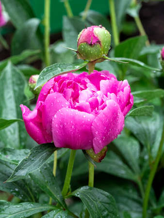 Lush pink peony close-up. Drops of rain fell on a flower. Beautiful peony, bud and leaves create a bright natural background.の写真素材