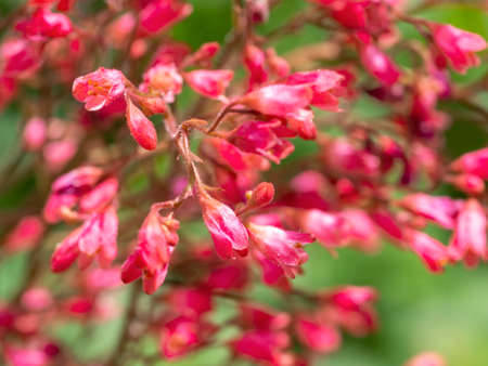 Heichera blood red on a light green background. Floral Background with Heichera Flowersの写真素材